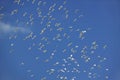 White birds flying in blue sky of Nairobi National Park, Nairobi, Kenya, Africa