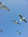 White birds flying high, birds flying high, birds in blue sky, birds flying in the sky Royalty Free Stock Photo