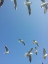 White birds flying over the blue sky, birds in the sky, white birds flying