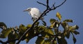 white birds heron sitting on the top of a tree