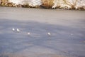 Ice-cold and white birds - France