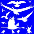White birds silhouettes over blue