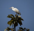 white birds sitting on the top of the branch of a tree