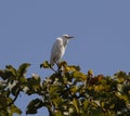 white birds sitting on the top of the branch of a tree