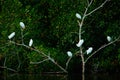 White birds on the tree. Flock of white herons flying above water surface in the green tropic forest. Birdwatching in the Trinidad