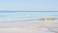 White birds on water of sea. Swan and seagulls on soft waves near shore of beach. Wide format. Beautiful panoramic seascape,