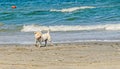 White bishon dog walking on the beach near blue water waves Royalty Free Stock Photo