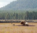 White Bison or Buffalo basking in warm sun with forest background. Royalty Free Stock Photo