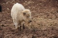 White Bison Standing With Eyes Closed
