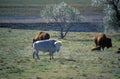White Bison, White Clouds, Sacred buffalo, National Buffalo Museum, Jamestown, SD Royalty Free Stock Photo