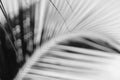 White and black abstract background of shadow coconut leaf.