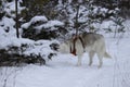 White and black Alaskan malamute playing in the snow Royalty Free Stock Photo