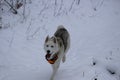 White and black Alaskan malamute playing in the snow