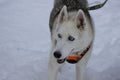 White and black Alaskan malamute playing in the snow