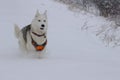 White and black Alaskan malamute playing in the snow