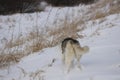 White and black Alaskan malamute playing in the snow