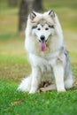 White black Alaskan malamute sitting on green grass