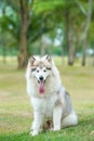 White black Alaskan malamute sitting on green grass