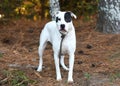 White and black American Bulldog and Boxer mix dog outside on leash Royalty Free Stock Photo