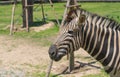 White and black animal zebras in the zoo Royalty Free Stock Photo