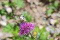 The white-black Apollo butterfly upon pink thistle flower