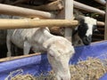 White and black arrowroot sheep (sheep)