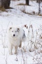 White and Black Australian Shepherd Walking Toward Camera Royalty Free Stock Photo