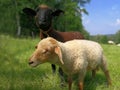 Two baby sheeps on meadow. Royalty Free Stock Photo