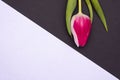 White and black background, beautiful unusual tulip with white and pink petals