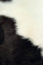 White and black background cow fur. Royalty Free Stock Photo