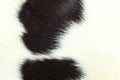 White and black background cow fur. Royalty Free Stock Photo