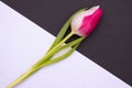 On a white and black background lies a beautiful unusual tulip with white and pink petals