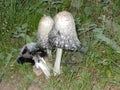 White black beige mushroom in the green grass Royalty Free Stock Photo