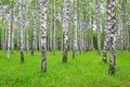 White black birch trees in the forest in summer, green grass Royalty Free Stock Photo