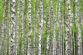 White black birch trees in the forest in summer, green grass Royalty Free Stock Photo