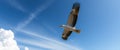 a white and black bird flying in the sky generated wide wallpaper Royalty Free Stock Photo