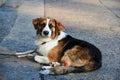 White black brown dog on lead with solemn face lying on street