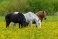 White, black and brown horse on field of yellow flowers Royalty Free Stock Photo