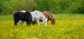 White, black and brown horse on field of yellow flowers Royalty Free Stock Photo