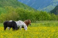 White, black and brown horse on field of yellow flowers Royalty Free Stock Photo