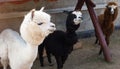 White, black and brown llamas and alpacas in a paddock on a farm. Maintenance of cattle, wool. Zoo, family entertainment for