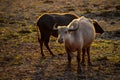 White and Black buffalo with rim light Royalty Free Stock Photo