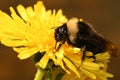 White and black bumblebee on a dandelion Royalty Free Stock Photo