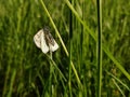White and black butterfly on the grass
