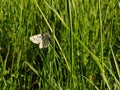White and black butterfly on the grass