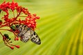 White-black butterfly on red flower with green background Royalty Free Stock Photo