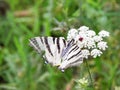 A white and black butterfly with wonderful designs on its wings that is sunbathing on the green branches of plants.