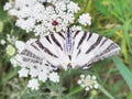 A white and black butterfly with wonderful designs is sitting on small white flowers and spreading its wings and sunbathing.