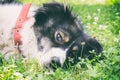 White-black Carpathian Shepherd Dog relaxing and sprawling on the grass Royalty Free Stock Photo