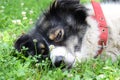 White-black Carpathian Shepherd Dog relaxing and sprawling on the grass